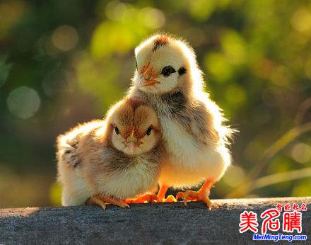 杭州新生兒最熱名字排行榜首次權(quán)威公開，起名漸趨中性化：宇軒、梓涵、梓睿、詩涵最多