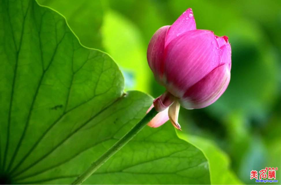 2017雞年寶寶如何起名與起名技巧？