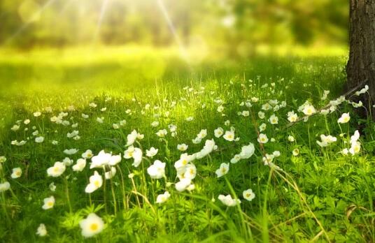 牛年寶寶草字頭的好聽名字有哪些？