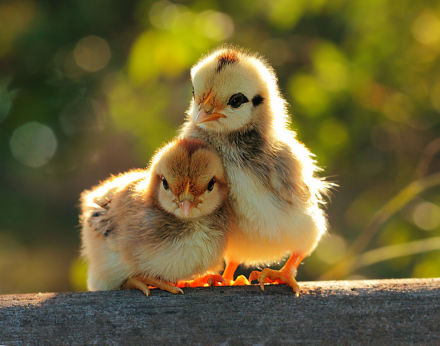 2017年屬雞、生辰五行：山下火命
