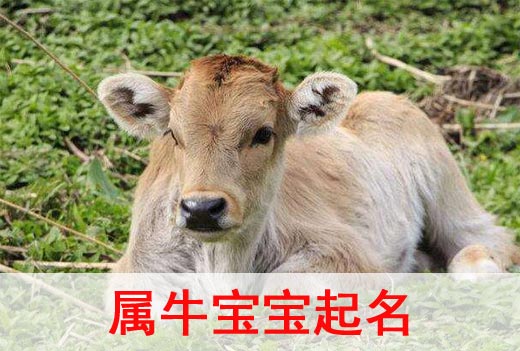 2021牛年寶寶起名取名宜用字都有哪些？