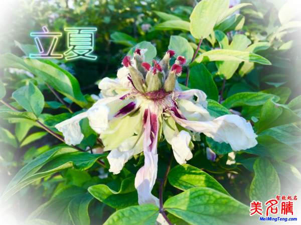 萬物生長(zhǎng)的立夏節(jié)氣名字由來、夏季出生的寶寶起名參考