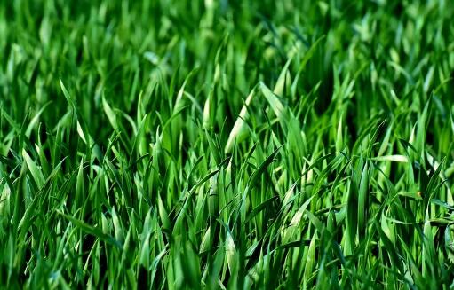 草字頭（艸）的牛寶寶起名宜用字有哪些？