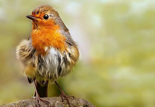 牛年女寶寶鳥語(yǔ)花香的名字大全