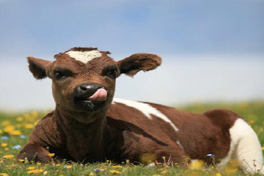 牛年寶寶起名之帶“?!弊值某烧Z大全