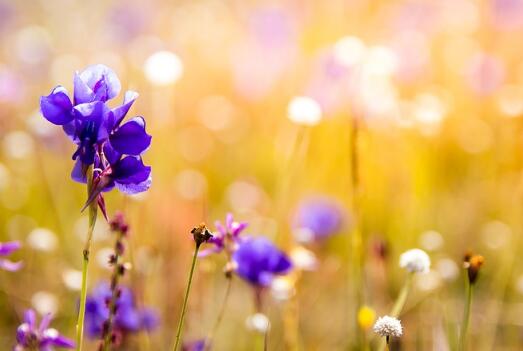 牛年生寶寶起名草字頭的字有哪些？