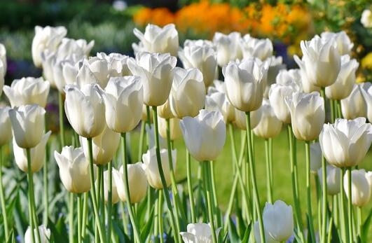 牛年生寶寶起名草字頭的字有哪些？